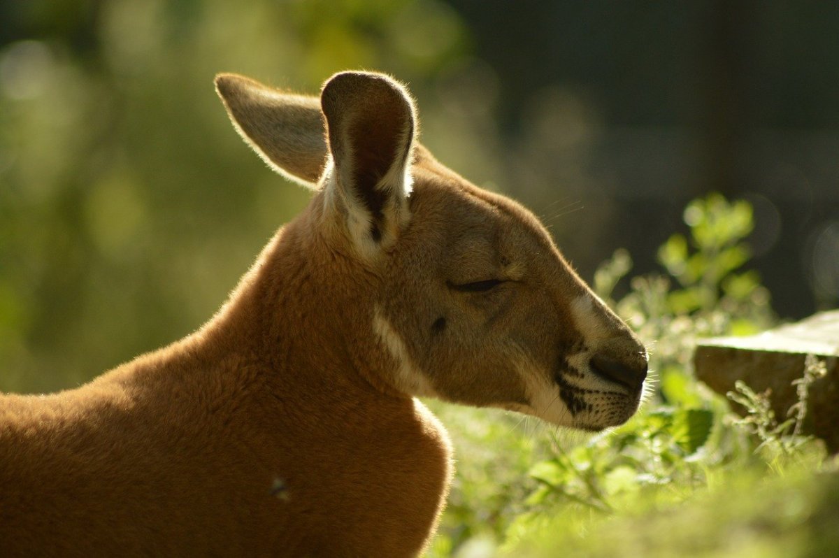 Черный кенгуру