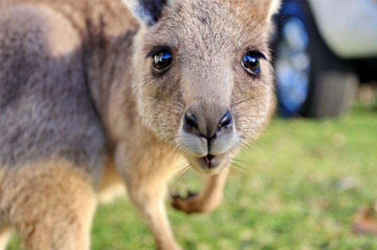 Милые кенгуру