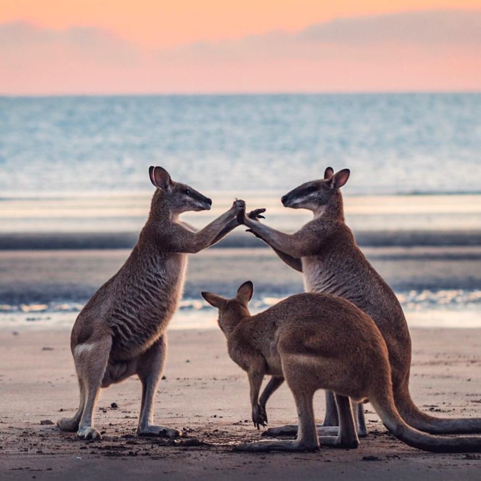 Стая кенгуру