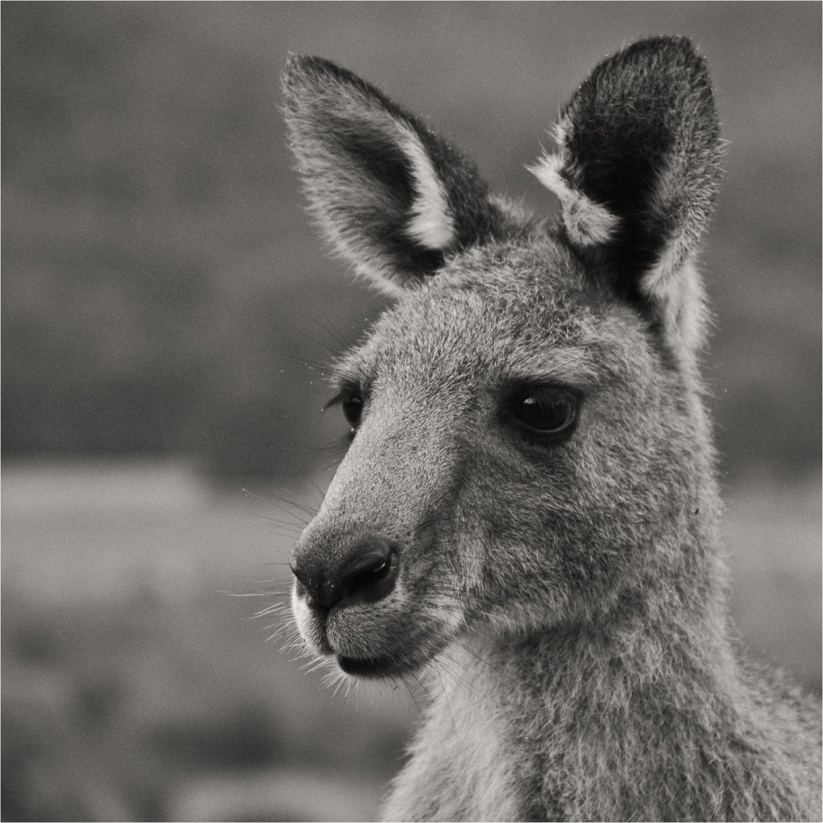 Кенгуру джекпот 2020