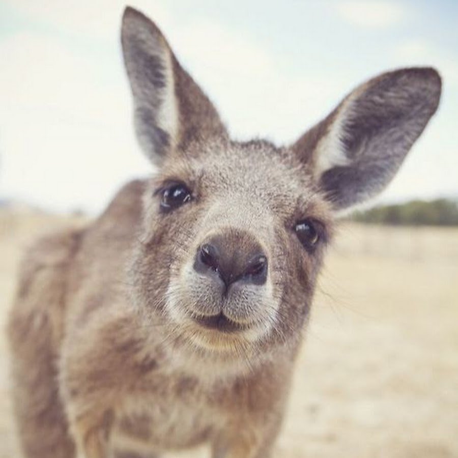 Милый кенгуру