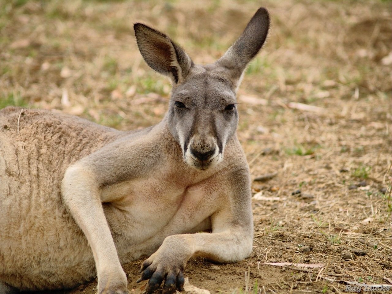 Кенгуру архив. Кенгуру в Австралии. Австралийская Саванна с кенгуру. Парк кенгуру в Австралии. Уши кенгуру.