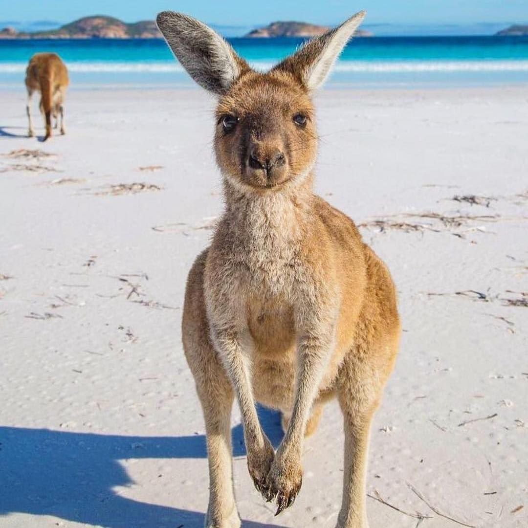 Пинтерест Австралия