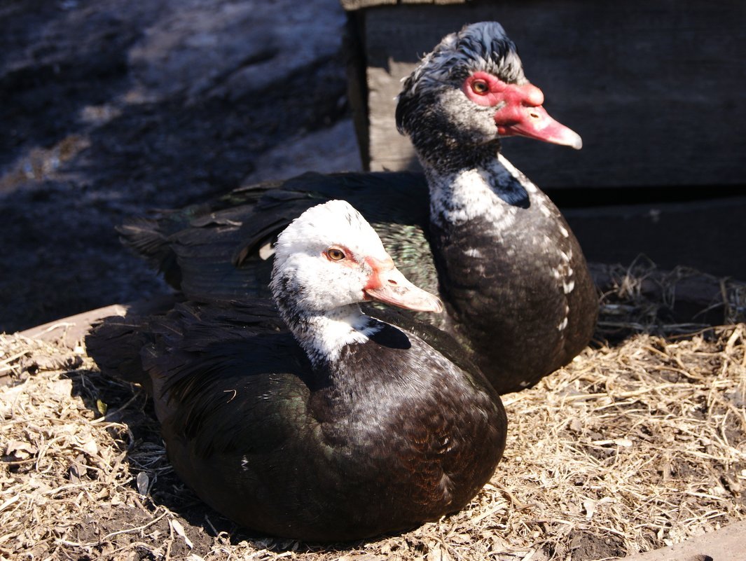 Мускусная утка и индоутка