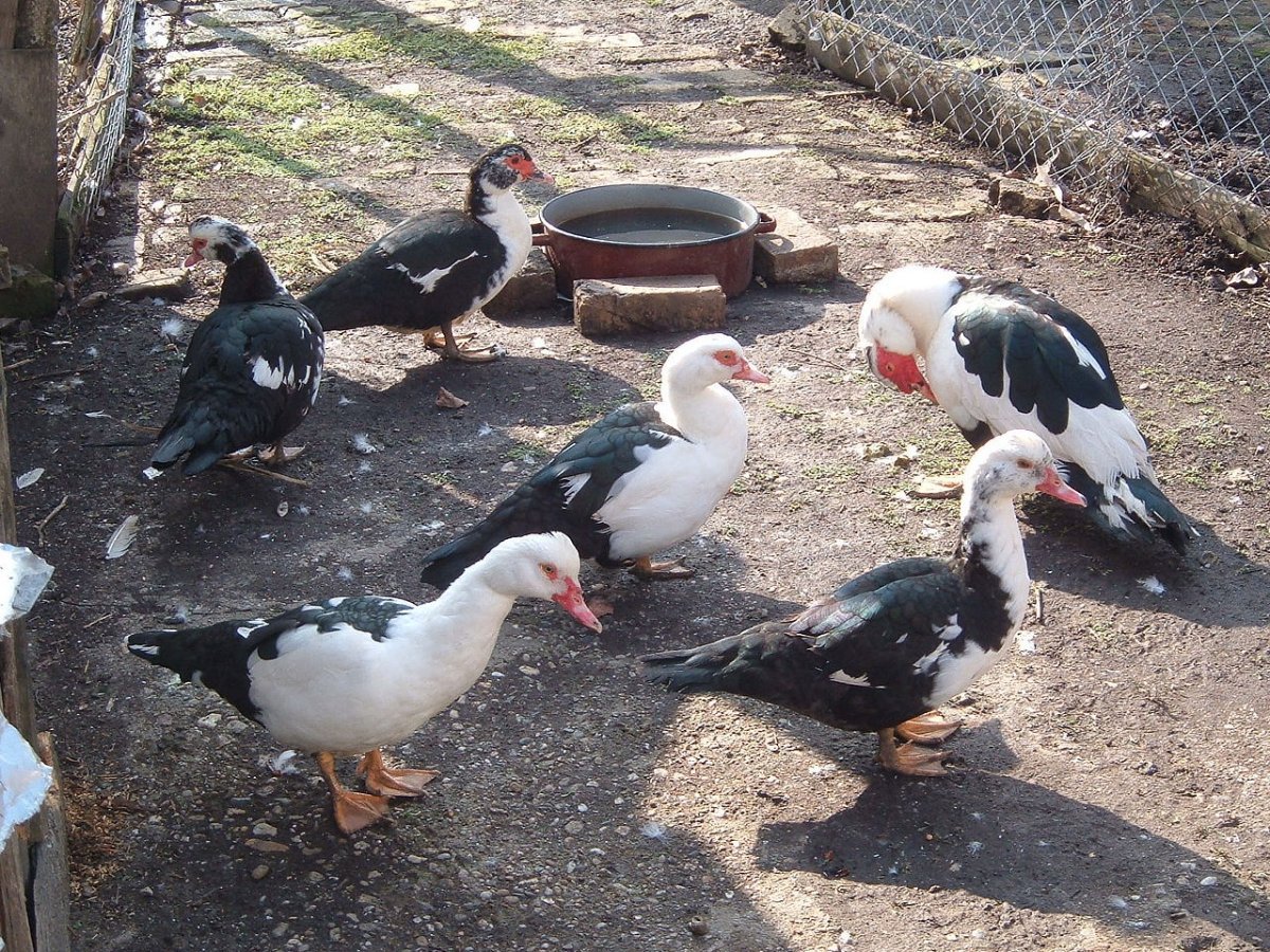 Мускусная утка и индоутка