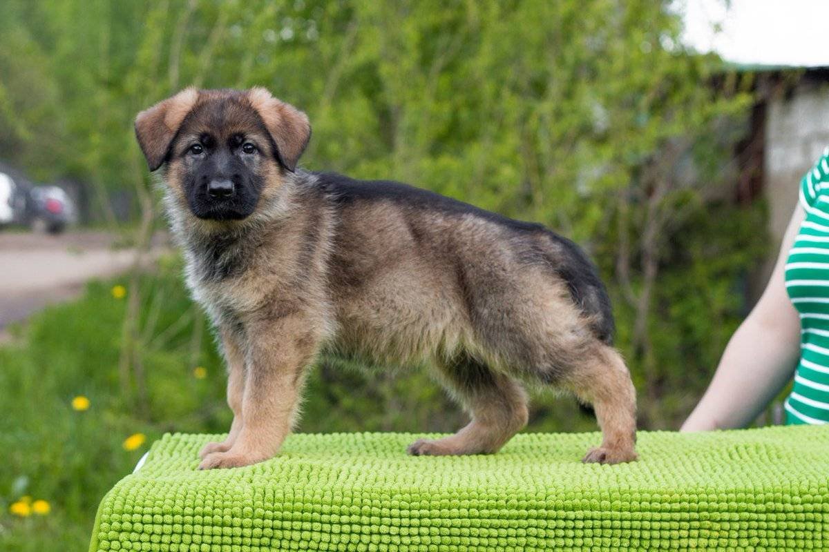 Немецкая овчарка окрас чепрак