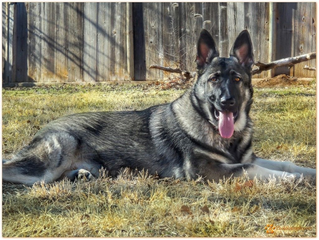 Зонарная Восточноевропейская овчарка