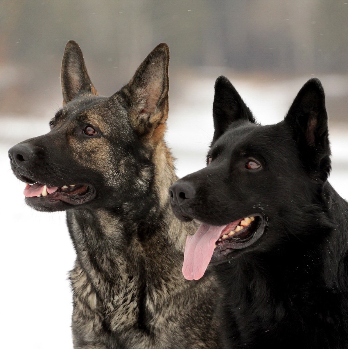 Черная немецкая овчарка рабочего разведения