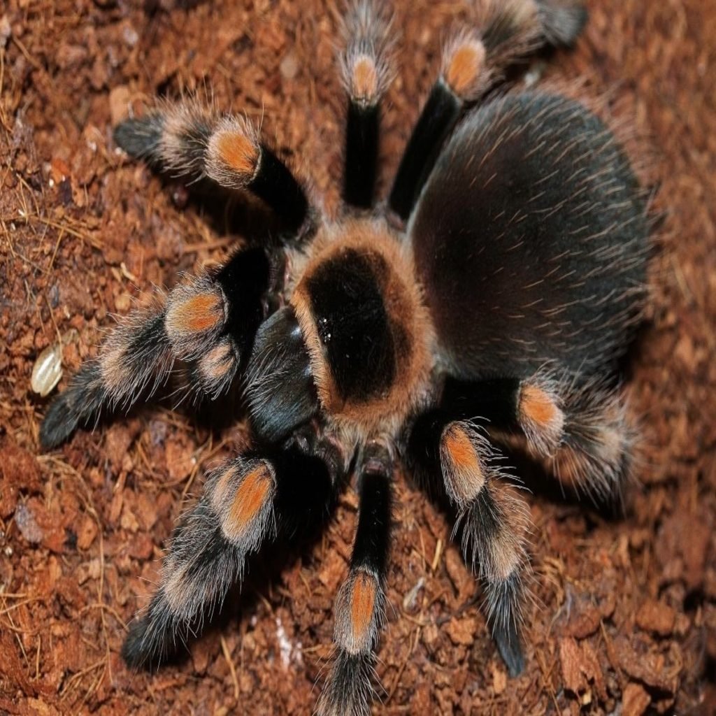 Тигровый птицеед