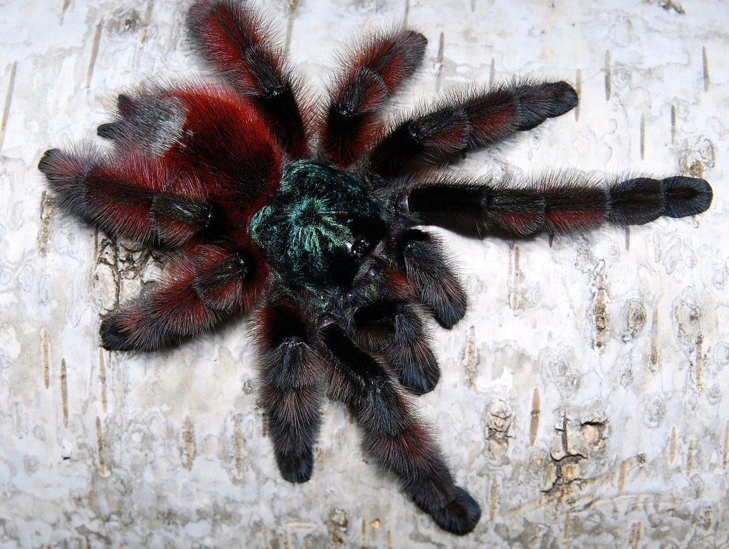 Avicularia (Caribena) versicolor