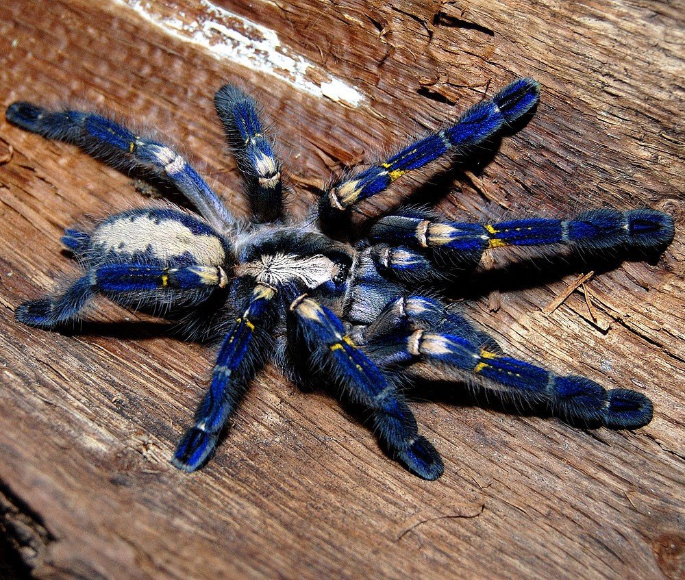 Poecilotheria Metallica паук