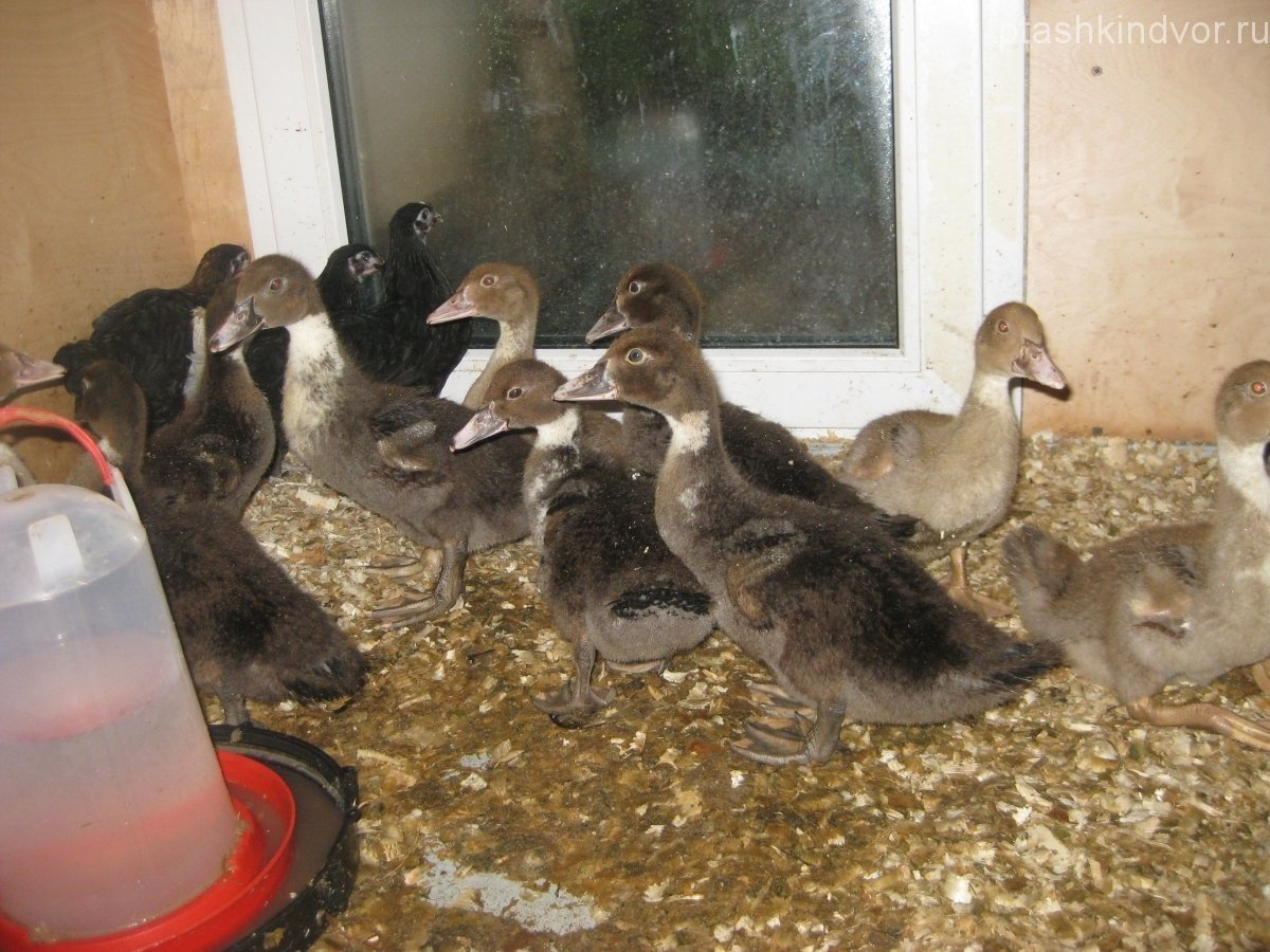 Мускусная утка Мулард