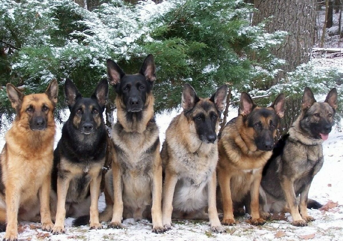 Зонарные Восточно европейские овчарки