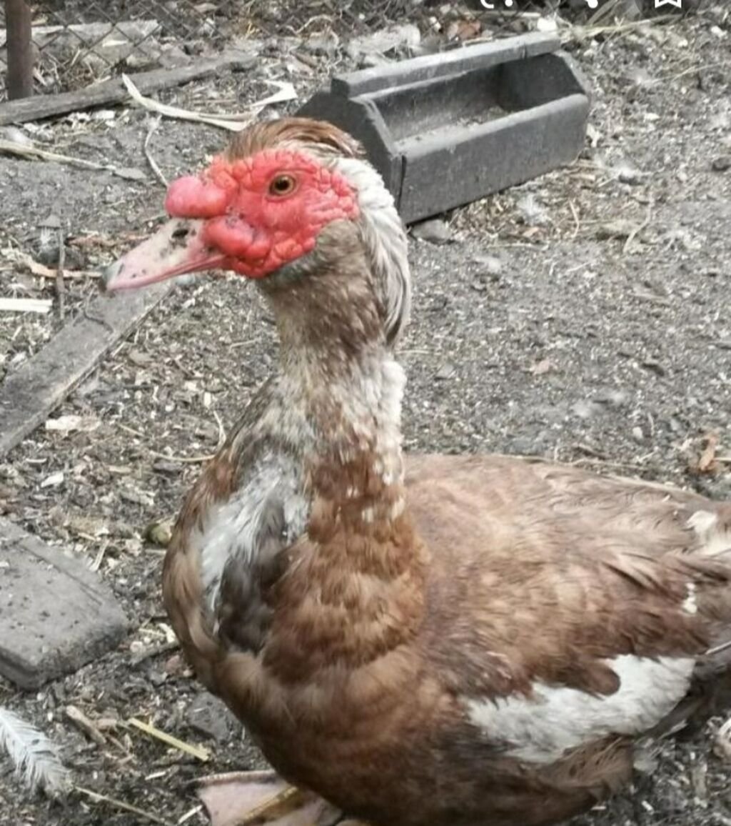 Канадская мускусная утка