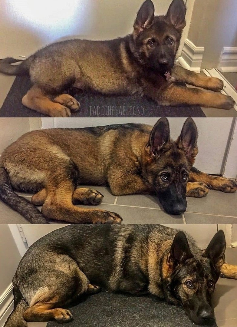 Немецкая овчарка зонарного окраса