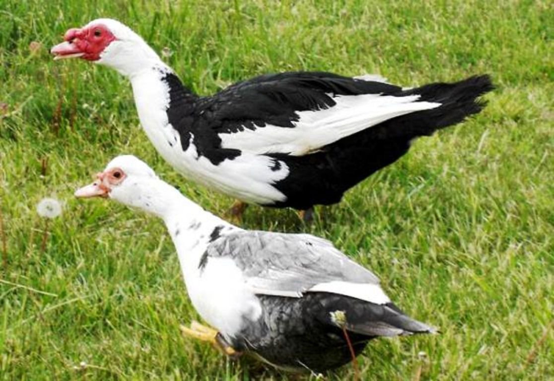 Пекинская индоутка