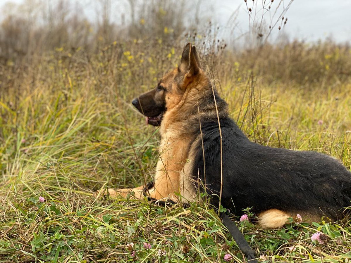 Мичиган немецкая овчарка