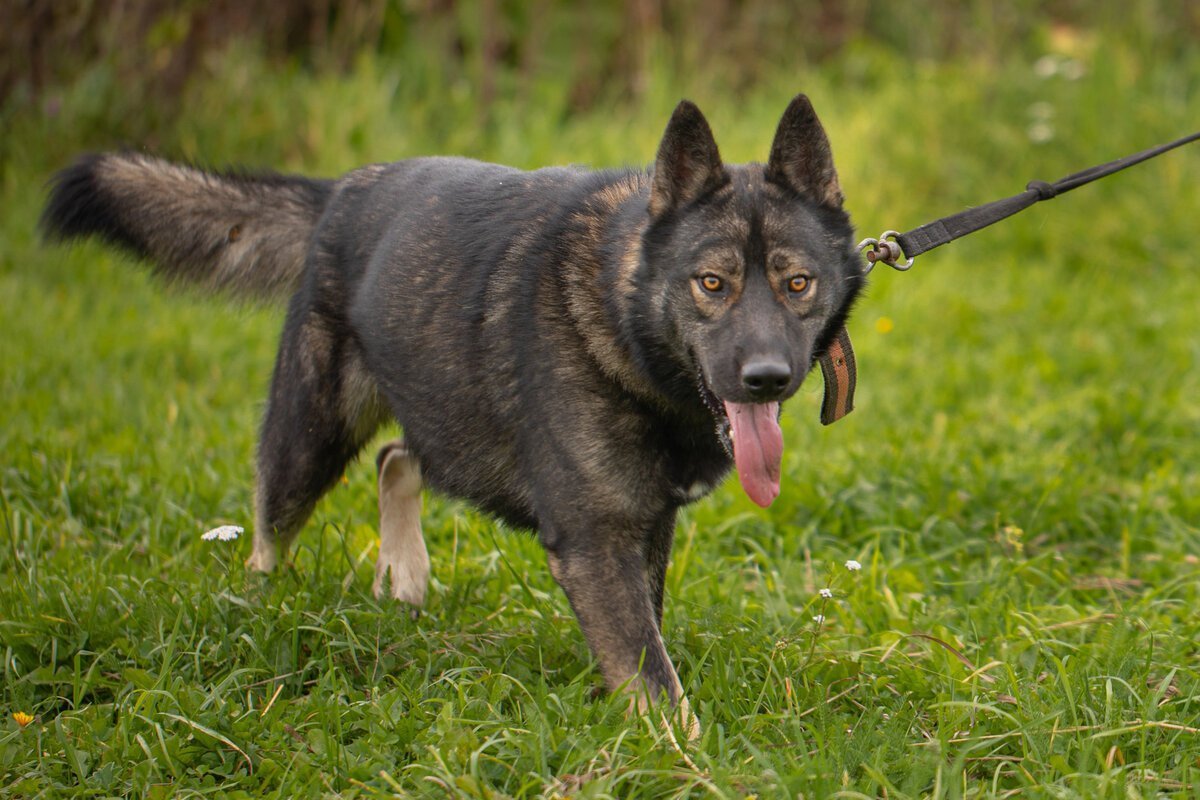 Куньминская овчарка КАНМИНГ дог