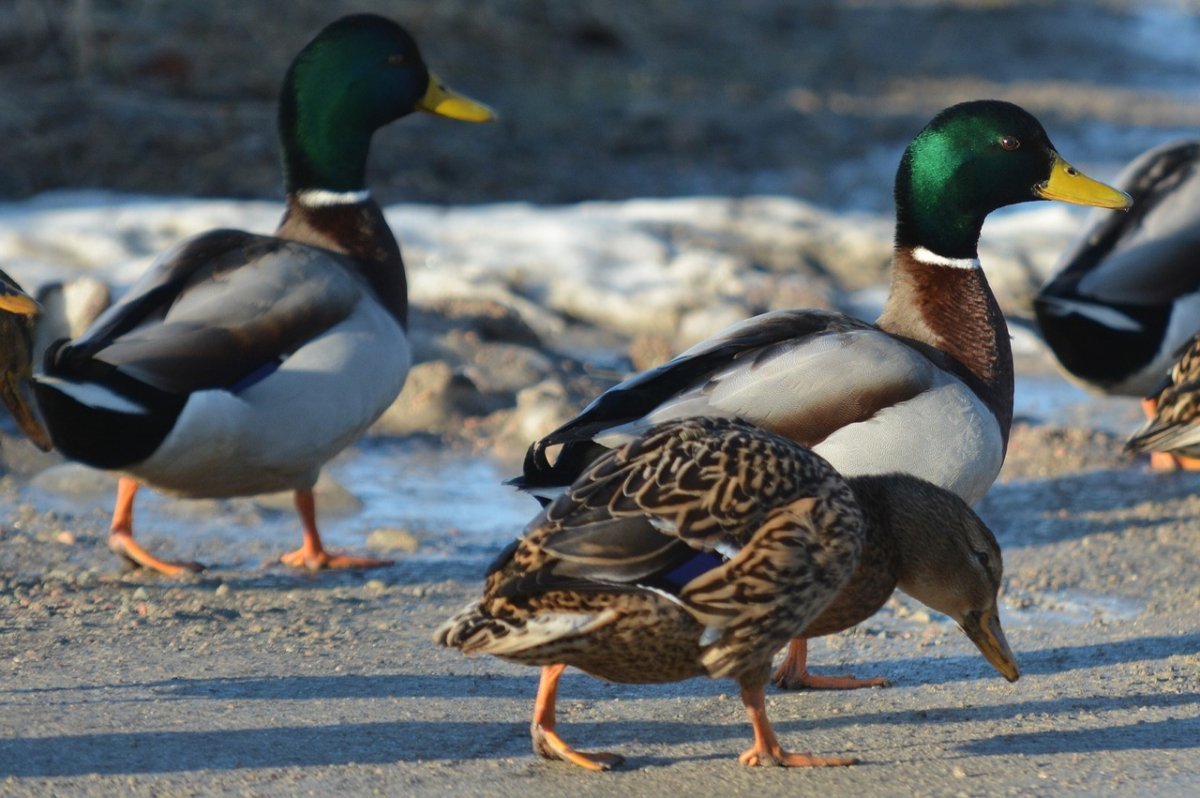 Кряква, чирок,Огарь