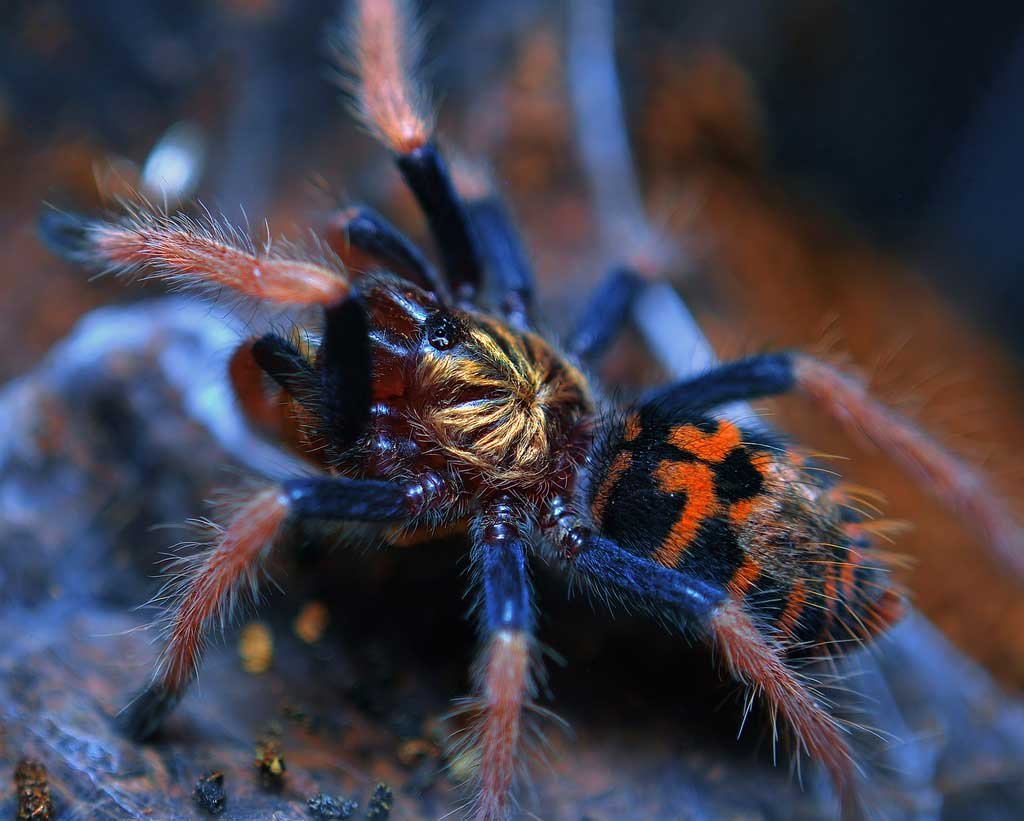 Паук Chromatopelma cyaneopubescens