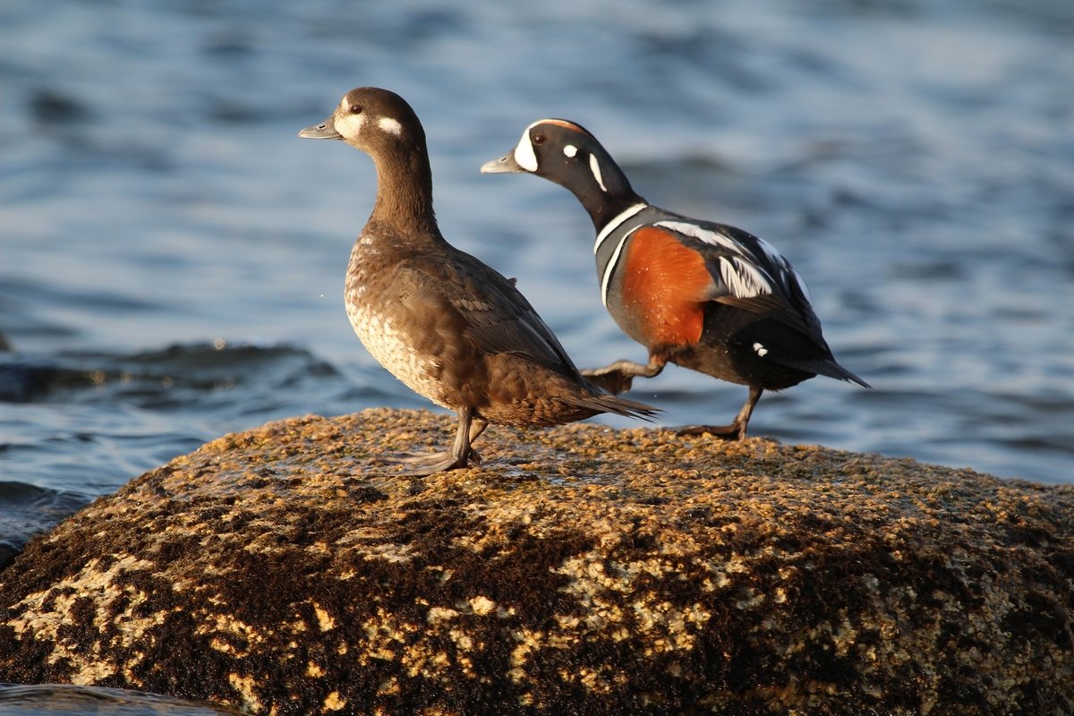Утка Каменушка Арлекин