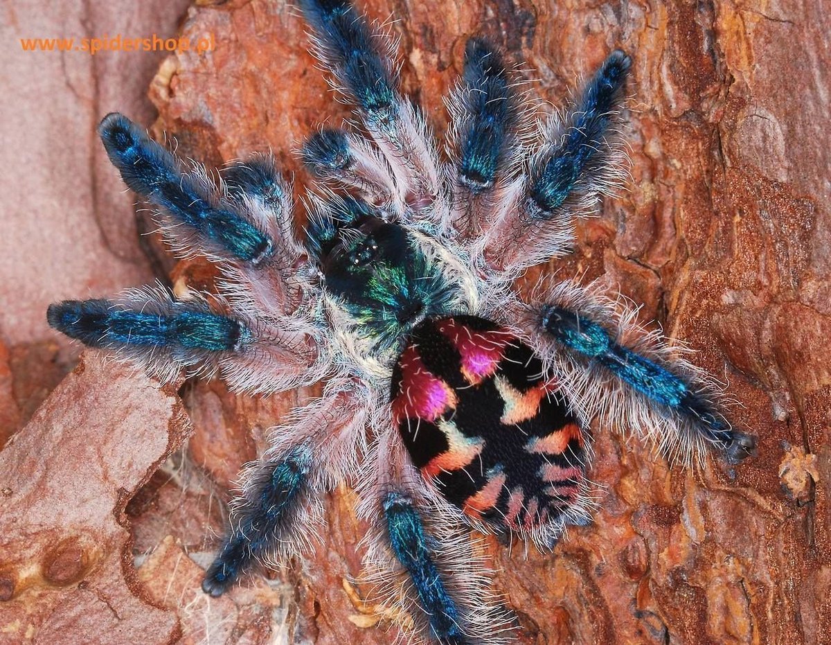 Паук птицеед металлика