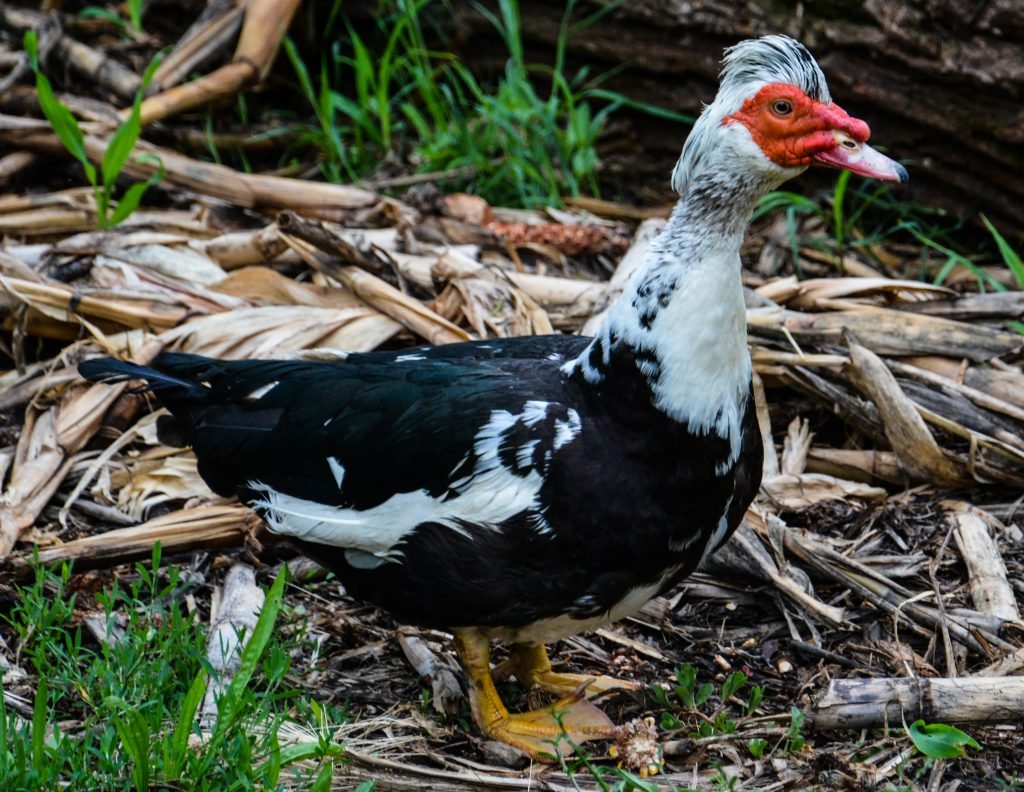 Утки индюки