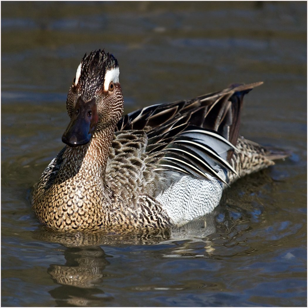 Дикая утка кряква разновидность