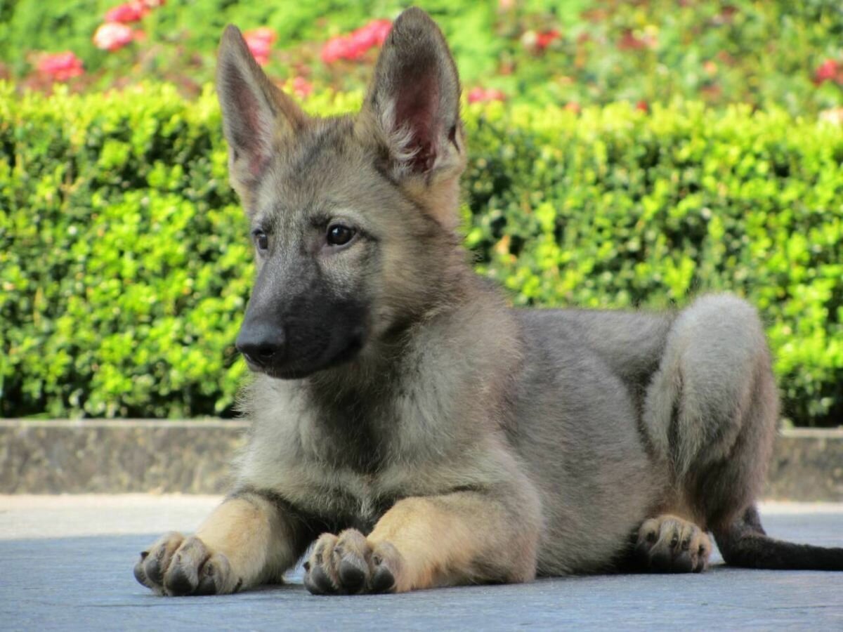 Восточно-европейская овчарка зонарного окраса