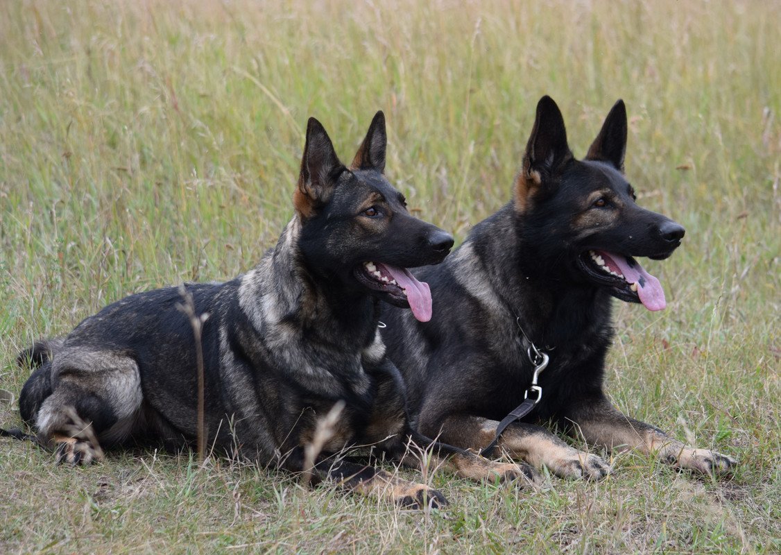 Немецкая овчарка Шеферд