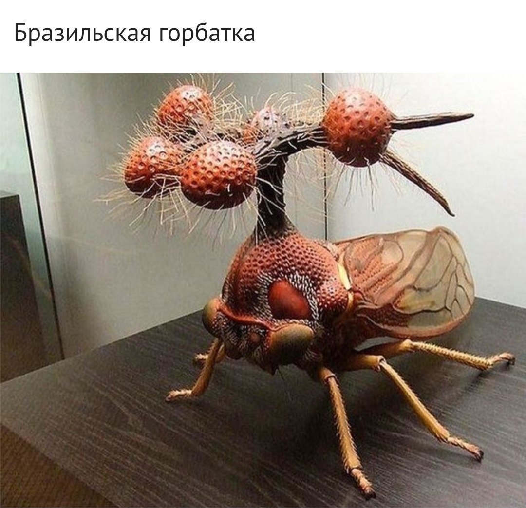 Шаранка Жук