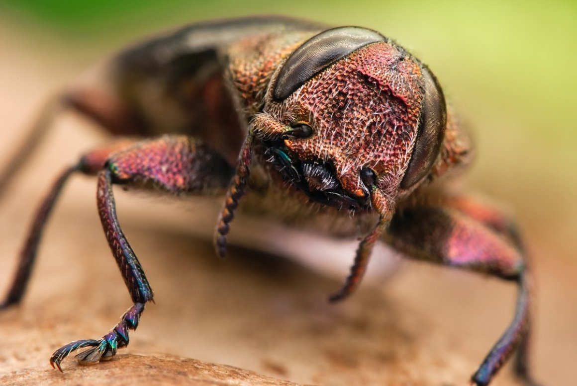 Самый страшный жук в мире фото