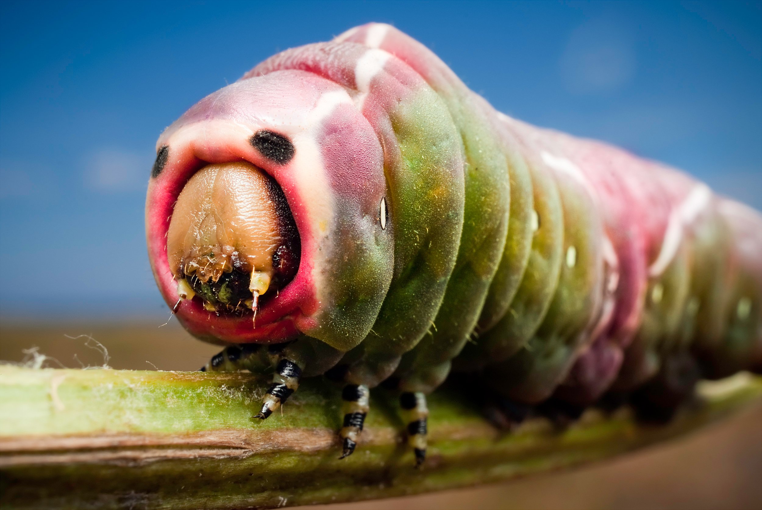 Страшный мир насекомых. Уссурийский толстотел гусеница. Гигантская гусеница.