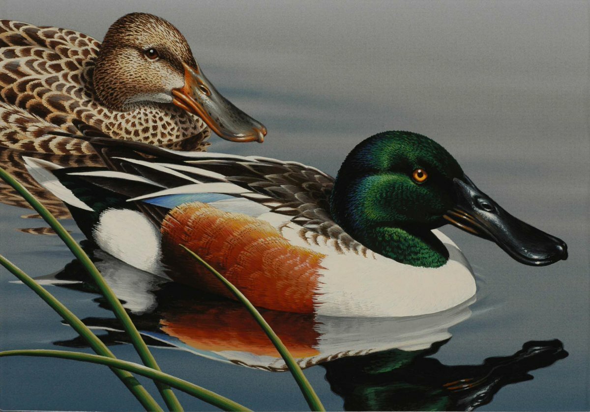 Соксун Широконоска