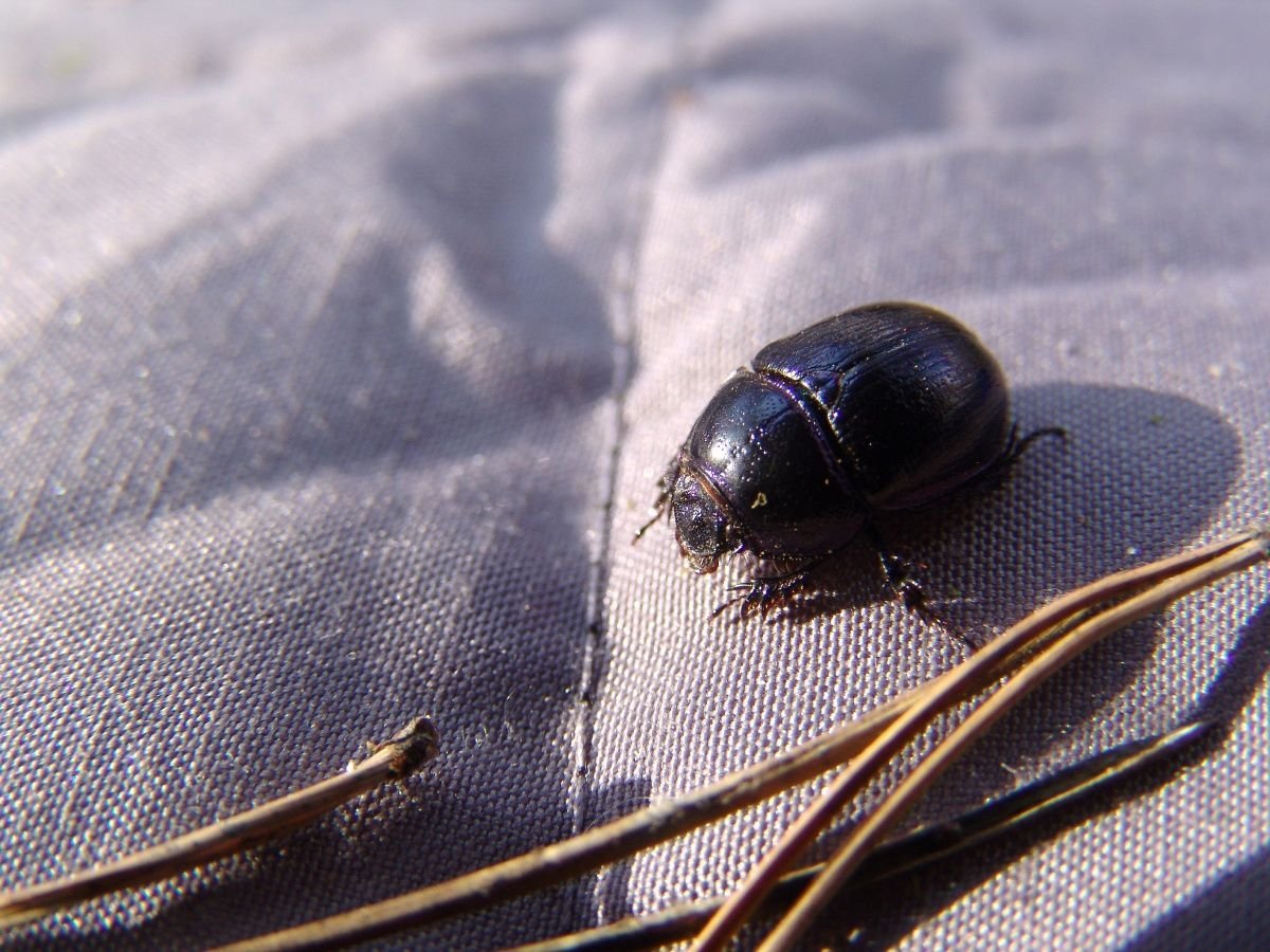 Жук навозник Пермь