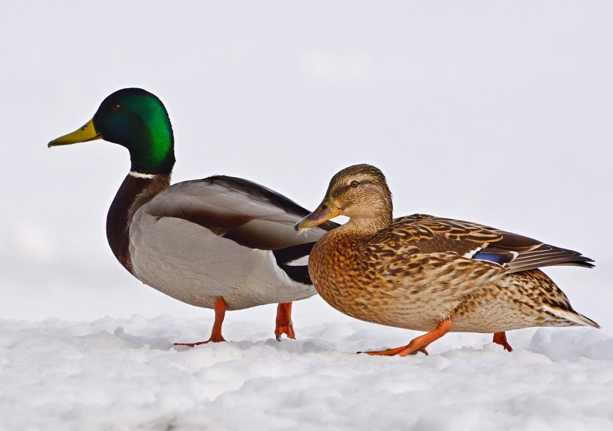 Утка кряква самец