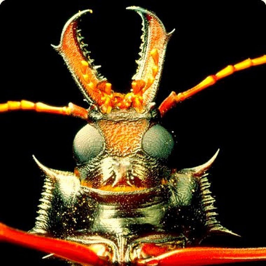 Жук дровосек Титан