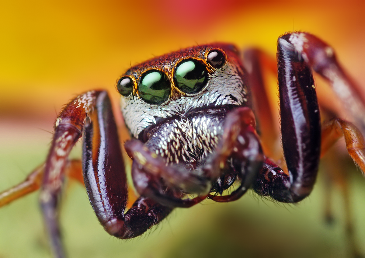 Циклоп насекомое