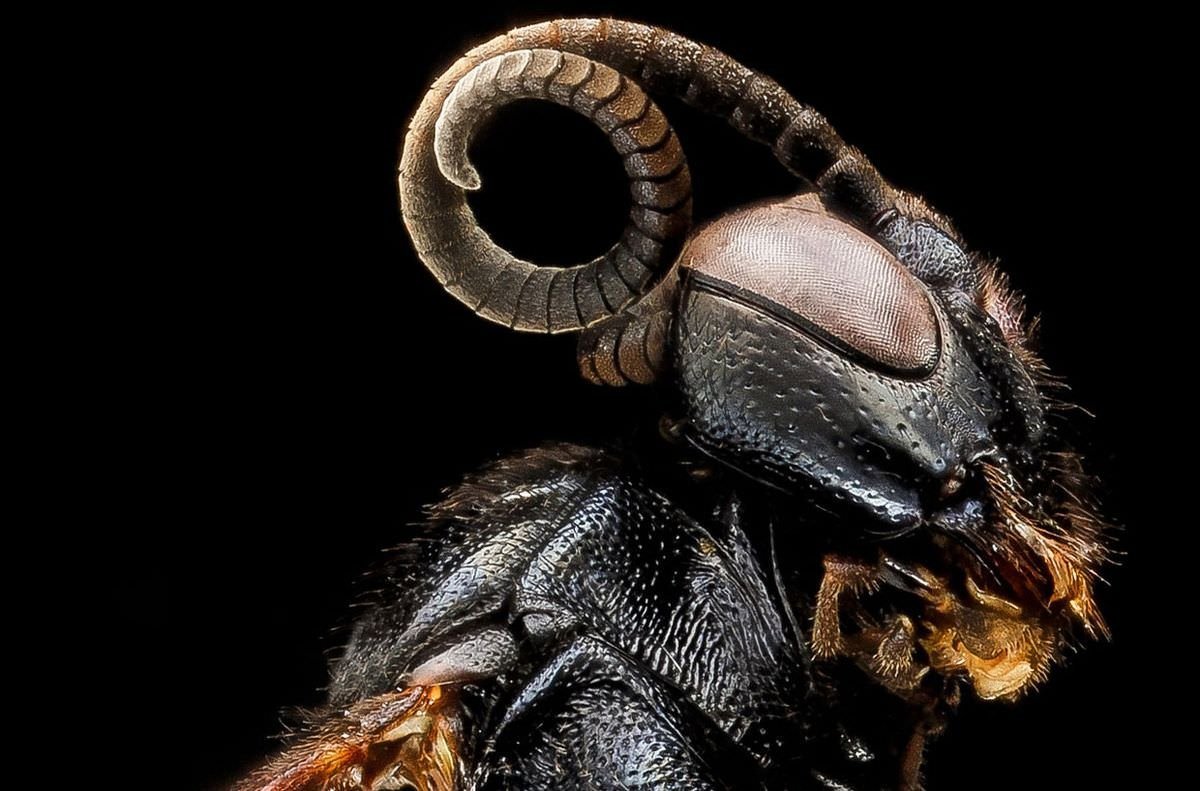 Ядовитый Арахнид