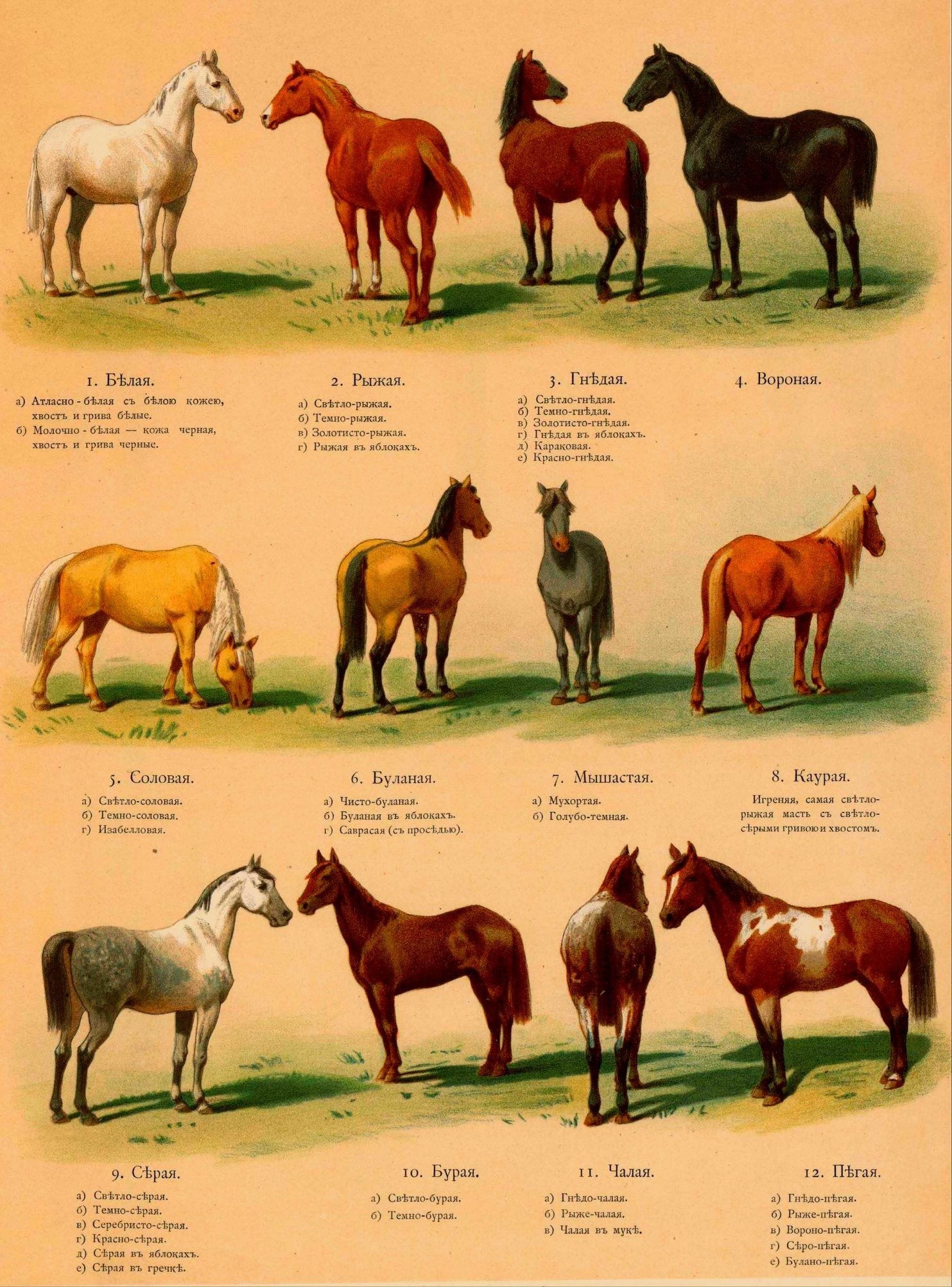 Какие названия у лошадей. Иппологический атлас для наглядного изучения верховой лошади. Каурая масть лошади. «Каурка» - масть лошади рыжеватого цвета.. Каурая масть лошади цвет.