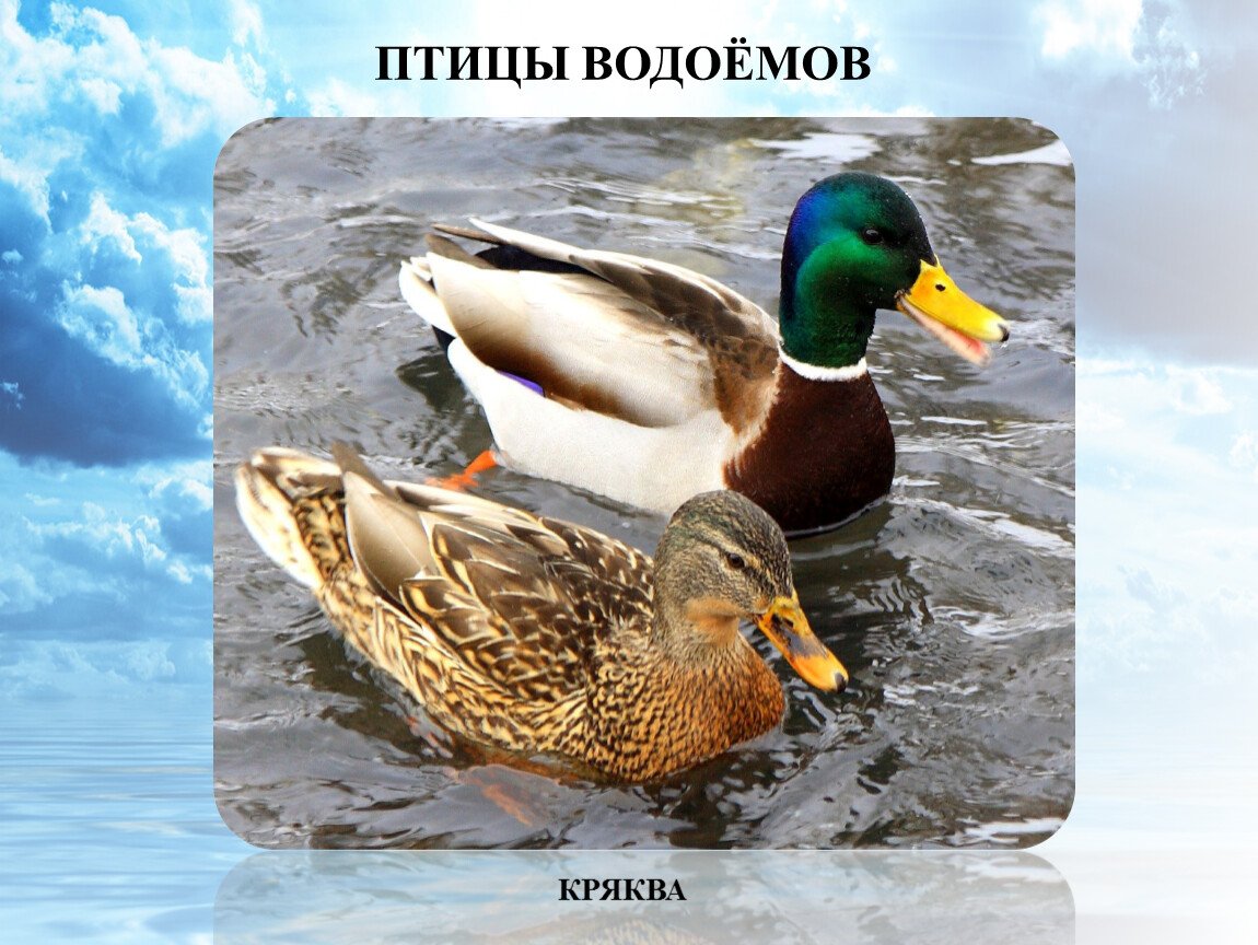 Дикая утка кряква фото