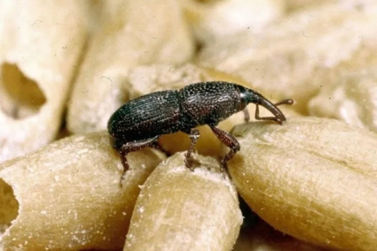 Из скорлупы грецкого ореха и пластилина