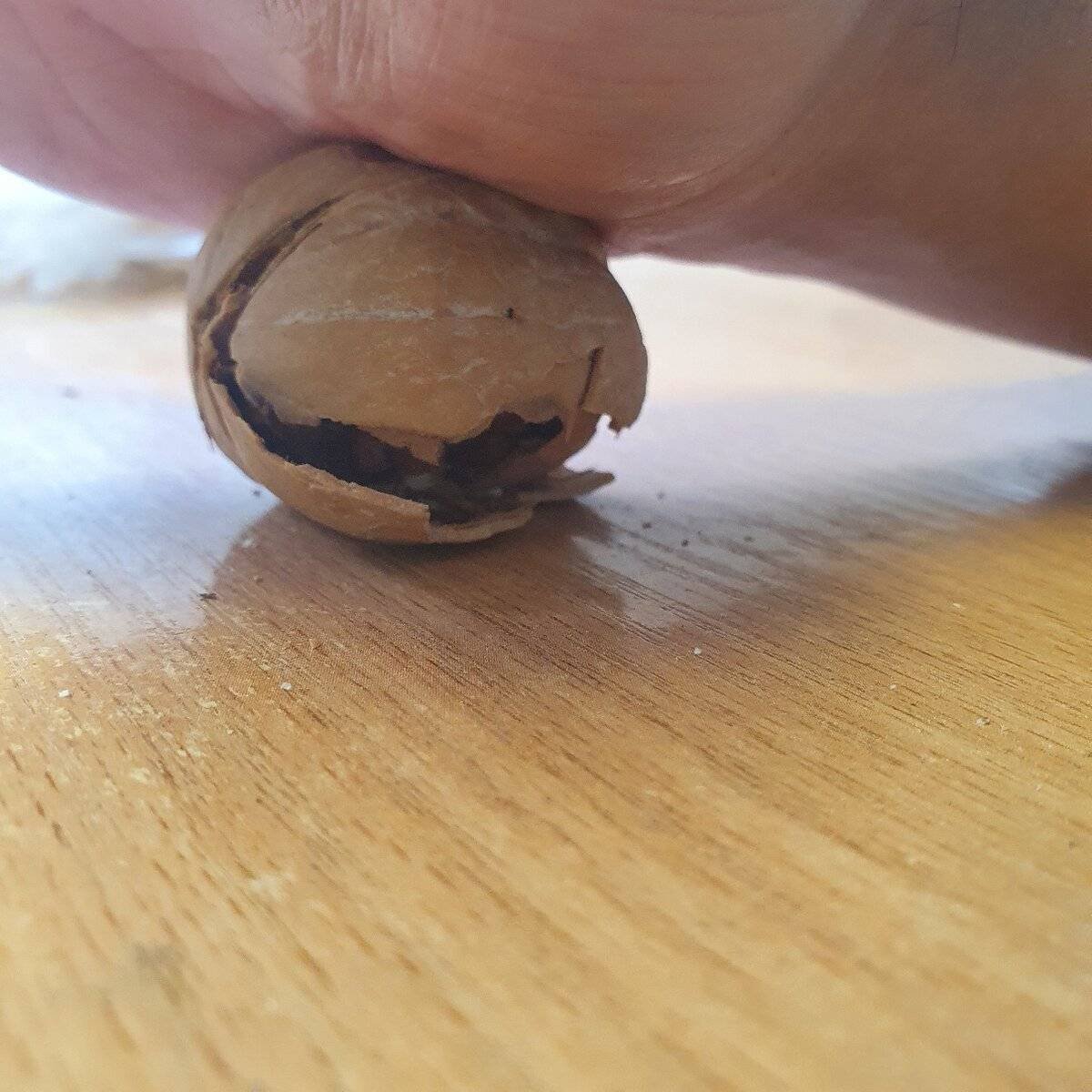 Яйцевые капсулы тараканов