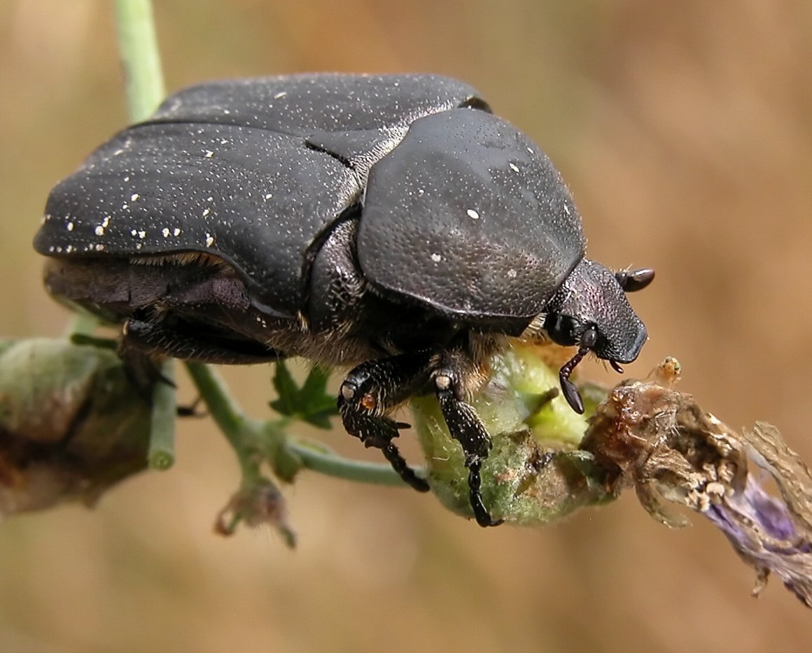 Порция орехов