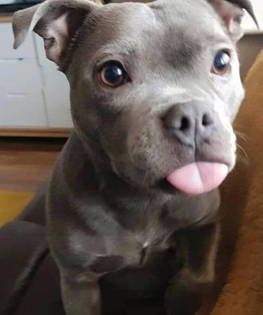 Милый щенок питбуля