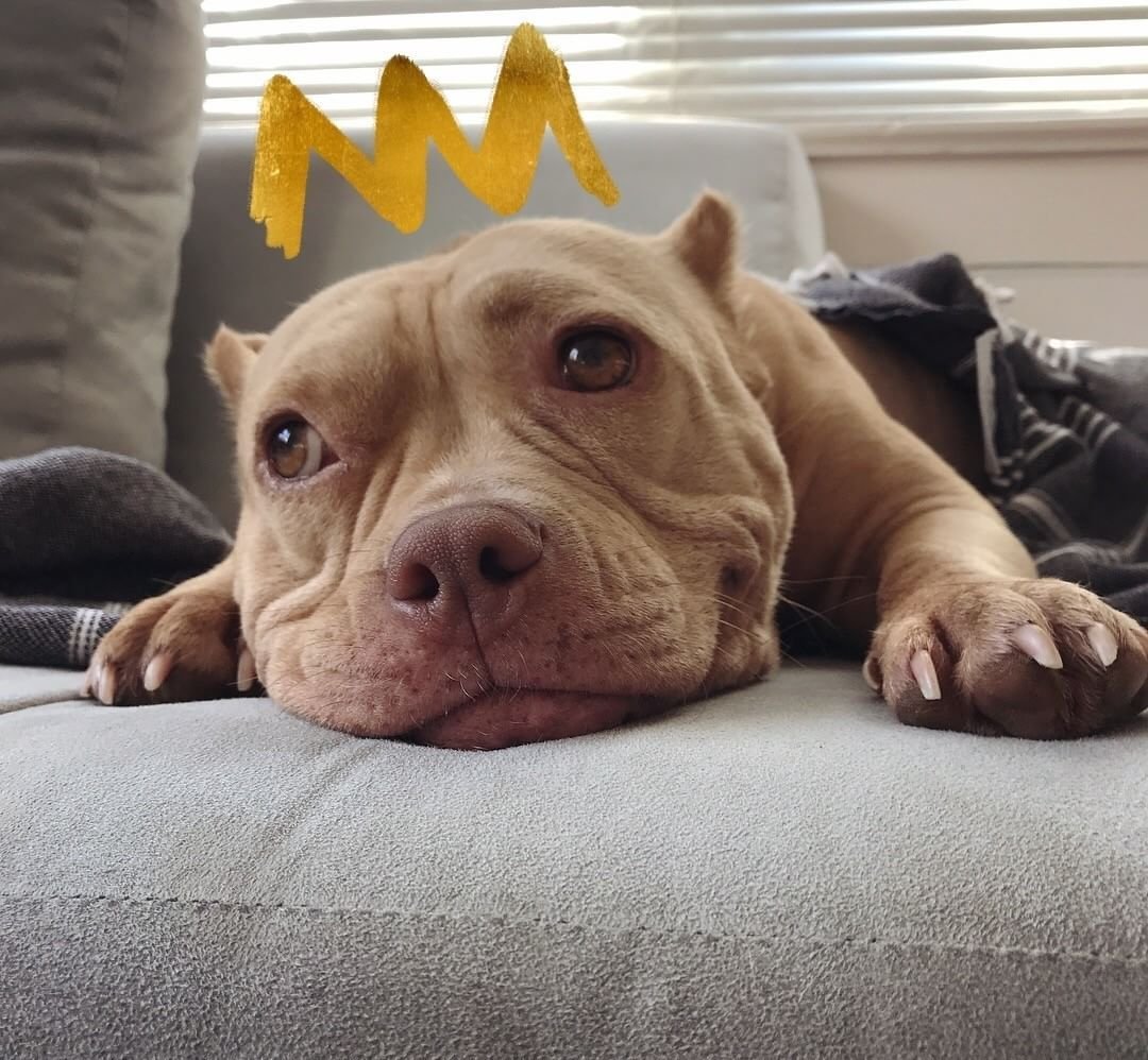 Кот родился среди питбулей