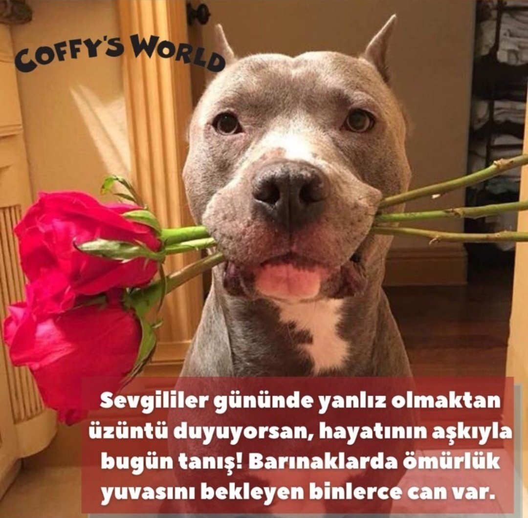 Стаффорд с цветами