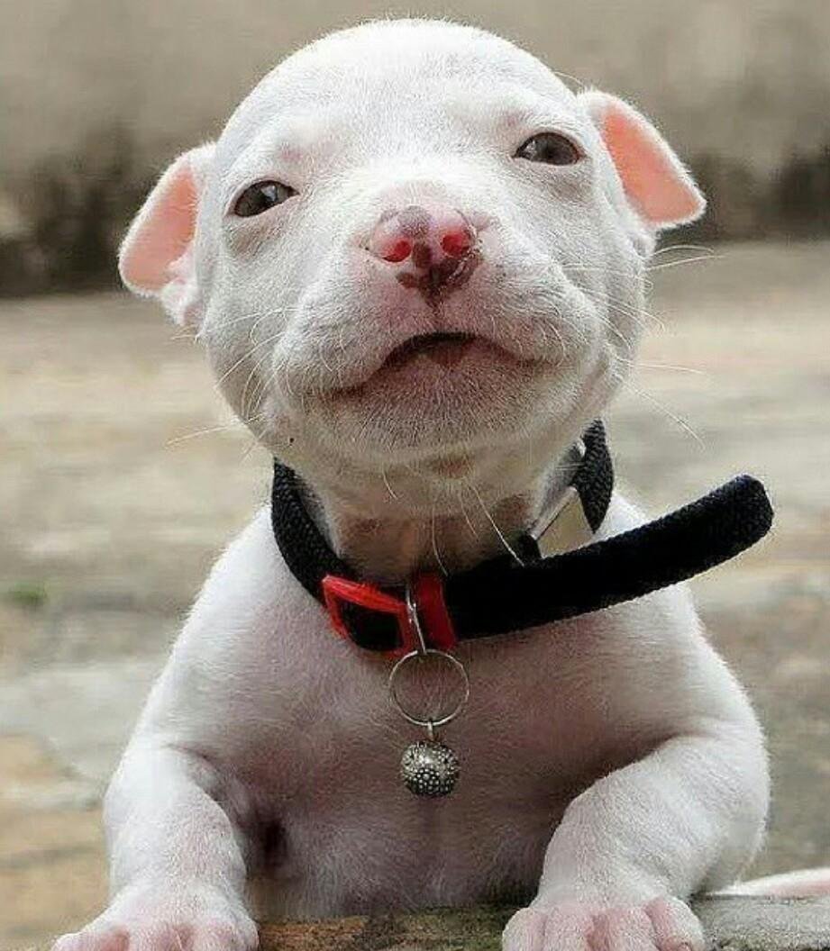 Милые маленькие питбули