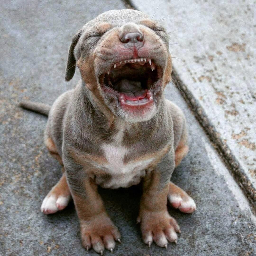 Американский бандог бультерьер