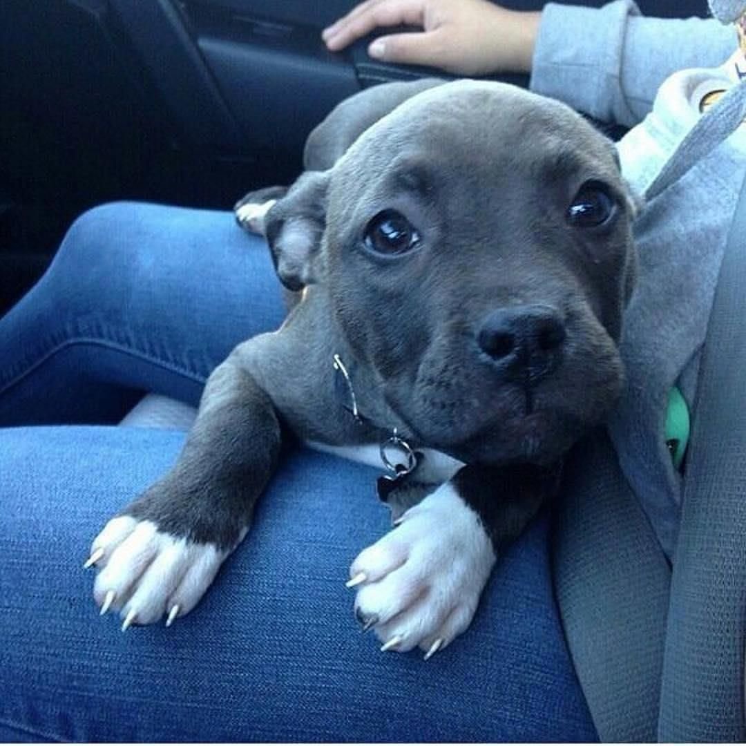 Эстетика собак